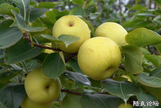 ½���ش�Ī����������ˮ������