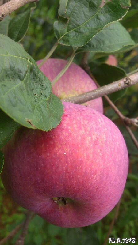 ½���ش�Ī��������������ˮ������