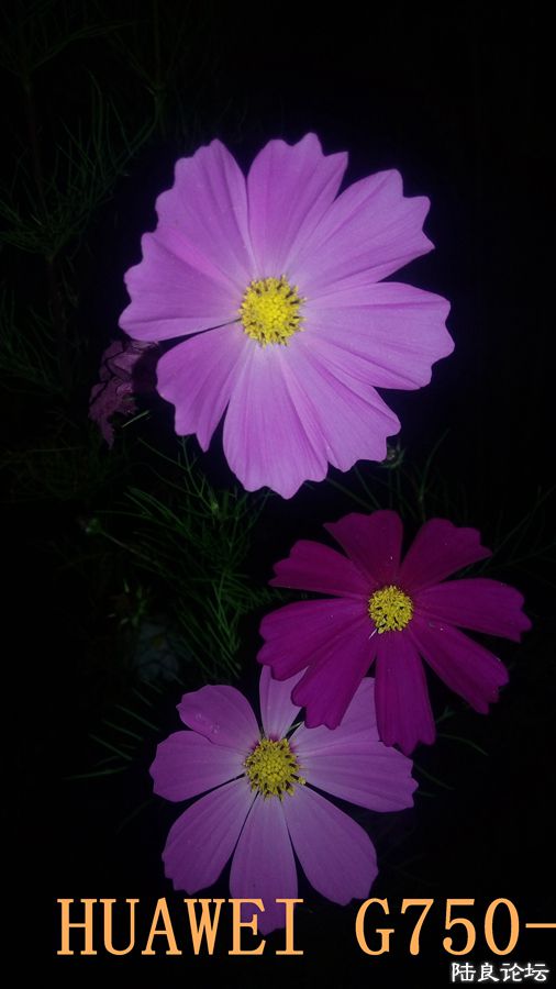 ���� (11).jpg