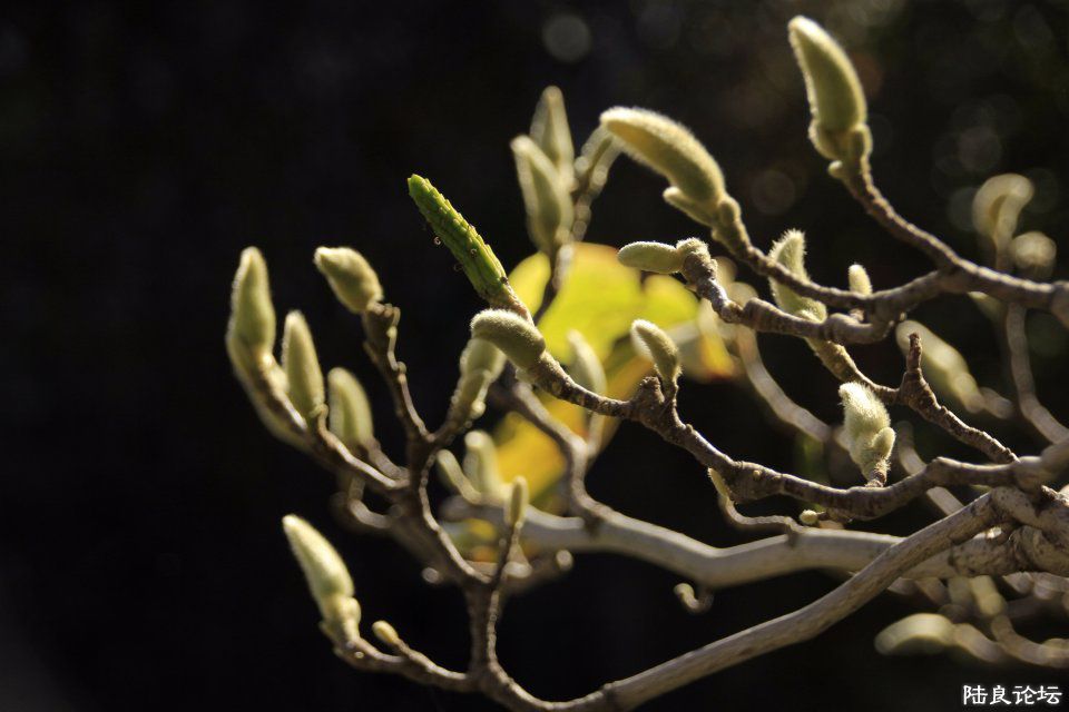 ����Ҷ��