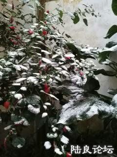 ����СԺ��ѩ