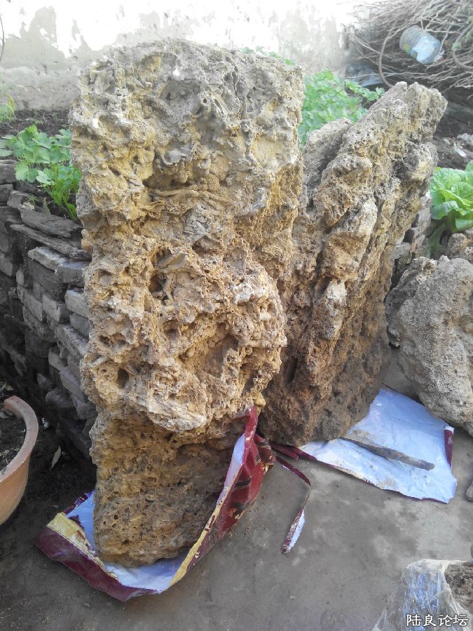 ��110���� ��50���� ��Ҷ�ӻ�ʯͼ��