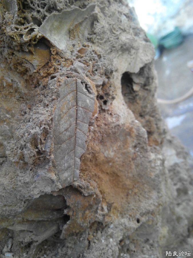 ��Ҷ�ӻ�ʯͼ��