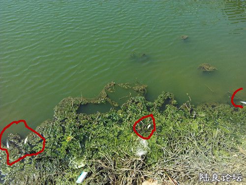 ˮ�ݱ���������