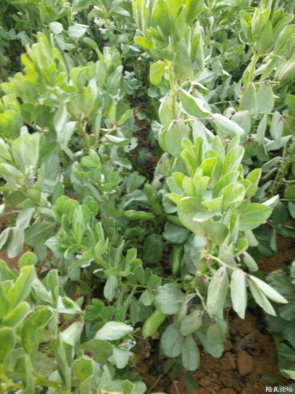 �˲϶��ڸ�ϸ�壬��������ζ�����ǳ���Ʒ�ʣ����ڵ�������������ص��´�����������죬�޷�����һ������ ...