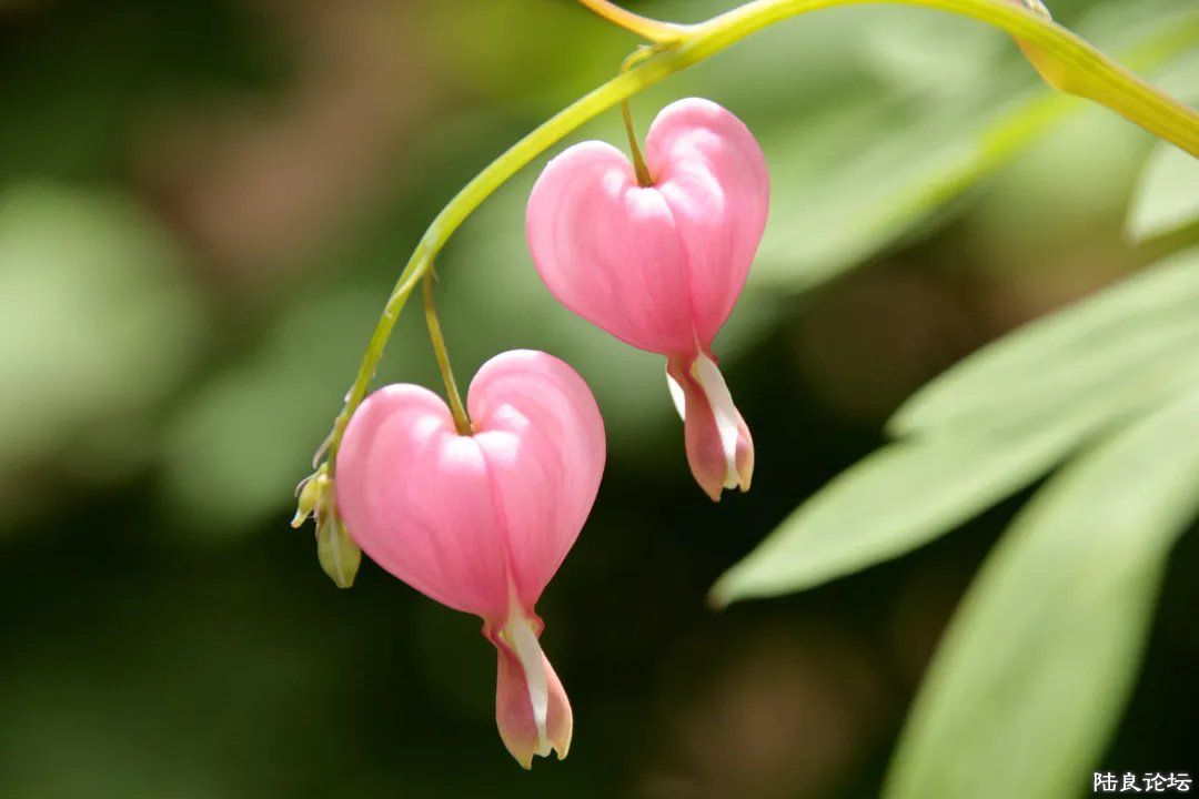 ������ӡ