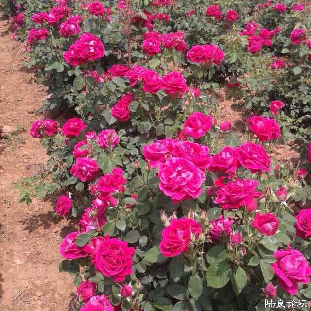 ŭ�ŵ�ʳ��õ��