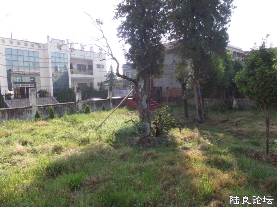 �����е�һ��Ʒ��½���軨