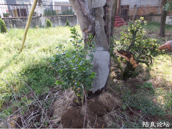 �����е�һ��Ʒ��½���軨