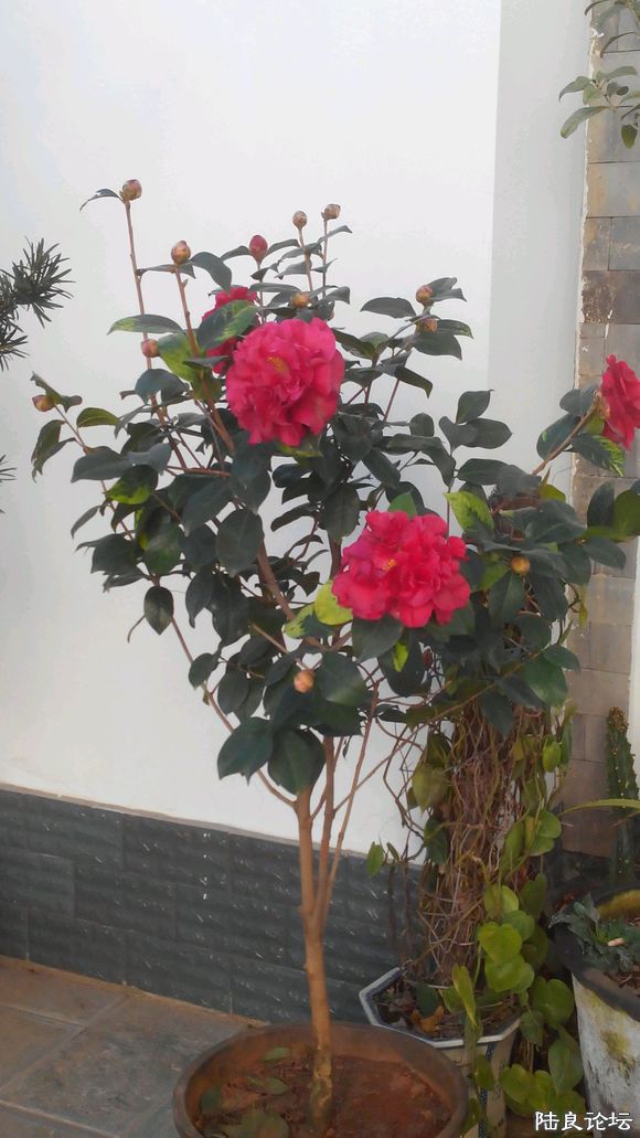 �����ʮ�˰��������ۡ�