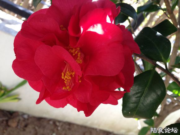 �����ʮ�˰��������ۡ�