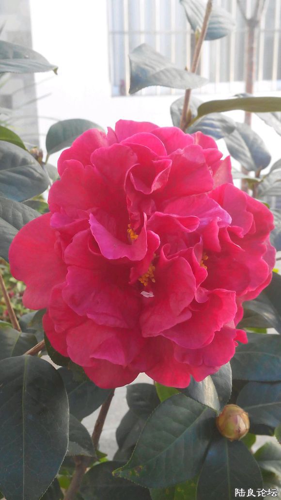 �����ʮ�˰��������ۡ�