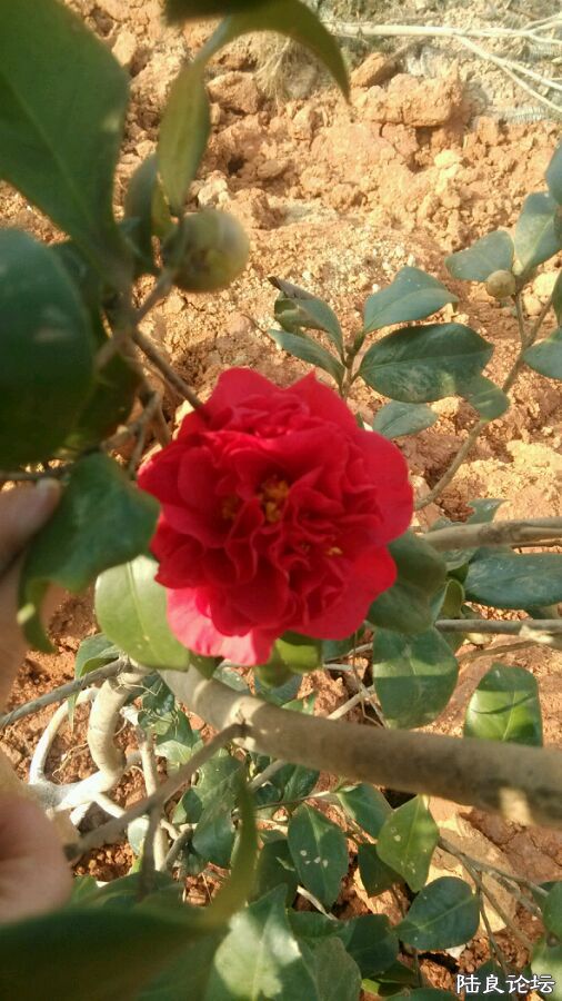 �����ʮ�˰��������ۡ�