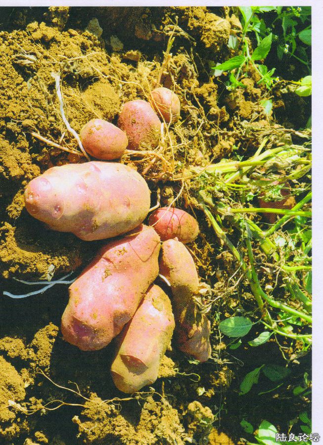 ���ǽ� ��ͷ