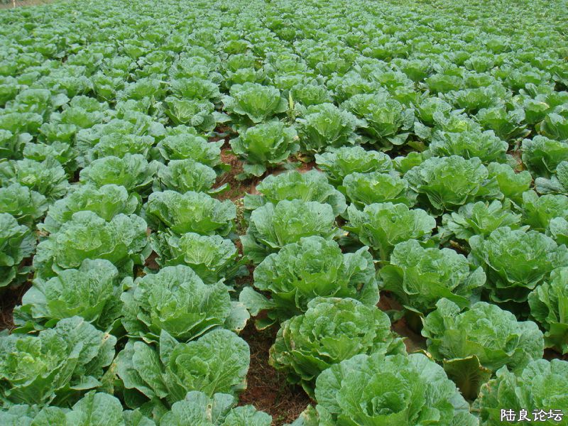 ���ǽаײˣ�������һ�㲻��