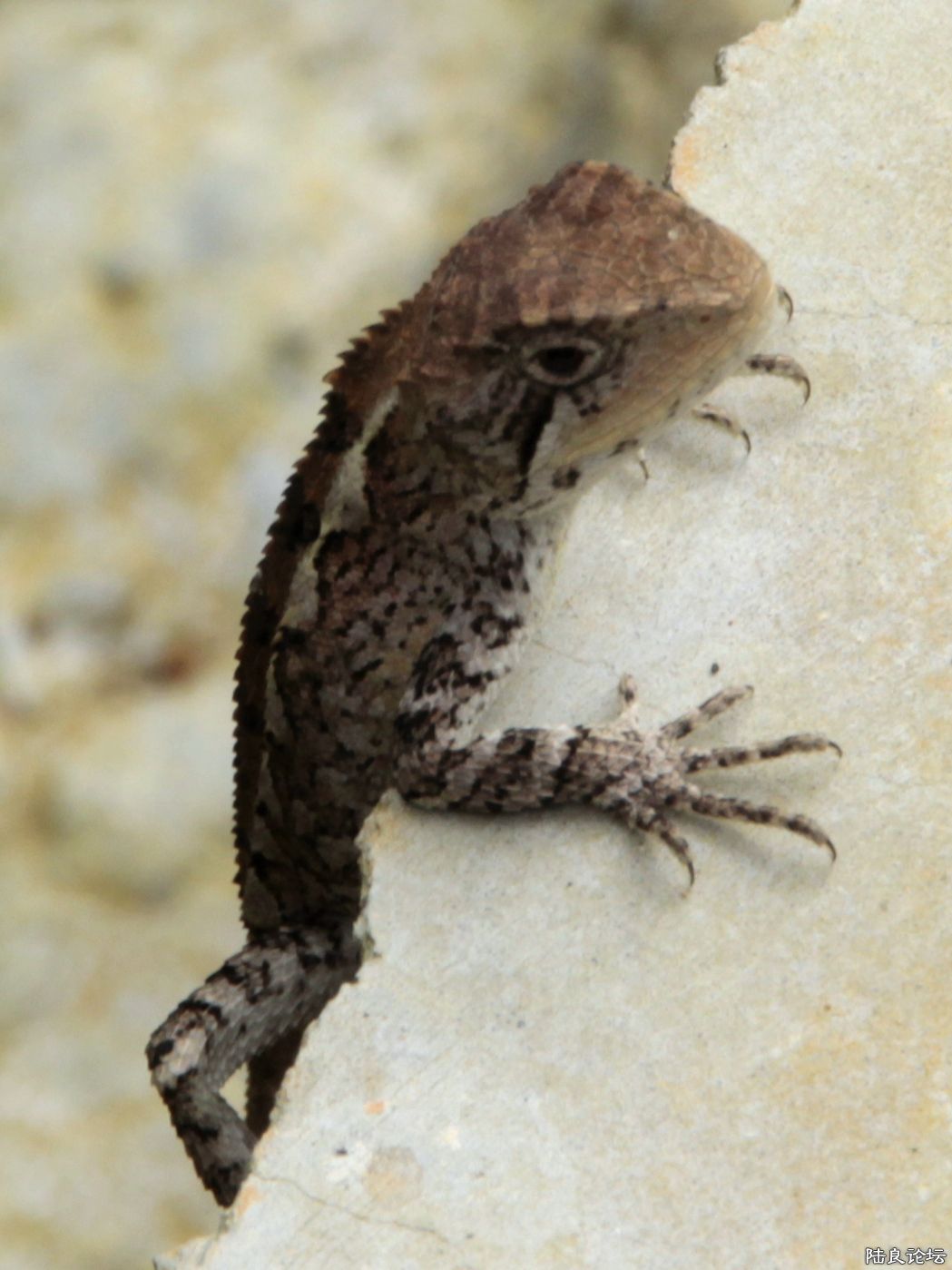 �ҽ���������½�������ҡ��Ľ��ߡ�