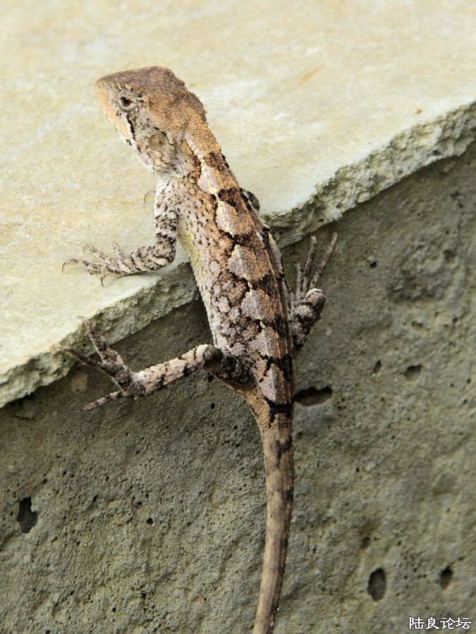 �������˸߸ߵġ�ǽ��