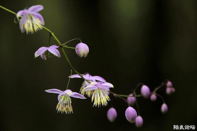 ��֪��ʲô���Ļ�