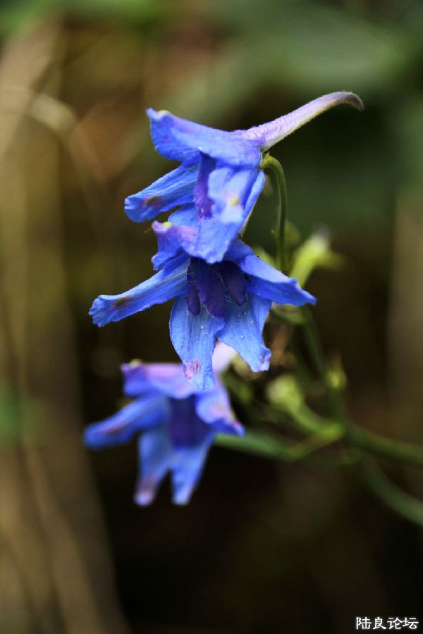 ����ǧ��