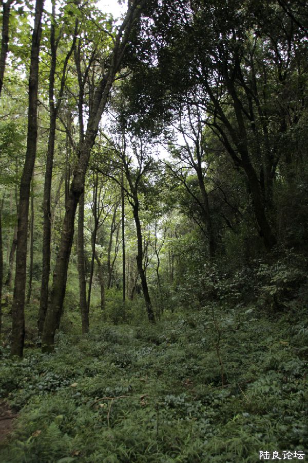 �������С���Ƴ�