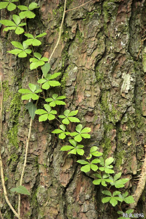 �������ġ�練���