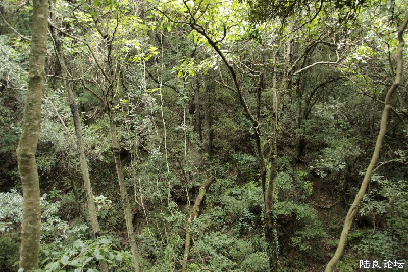 �����洦�ɼ�