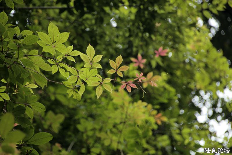 �������⡰��ѡ�������