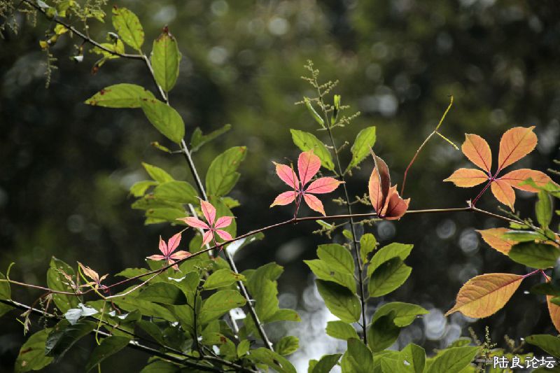 ��ͷ�����۾���