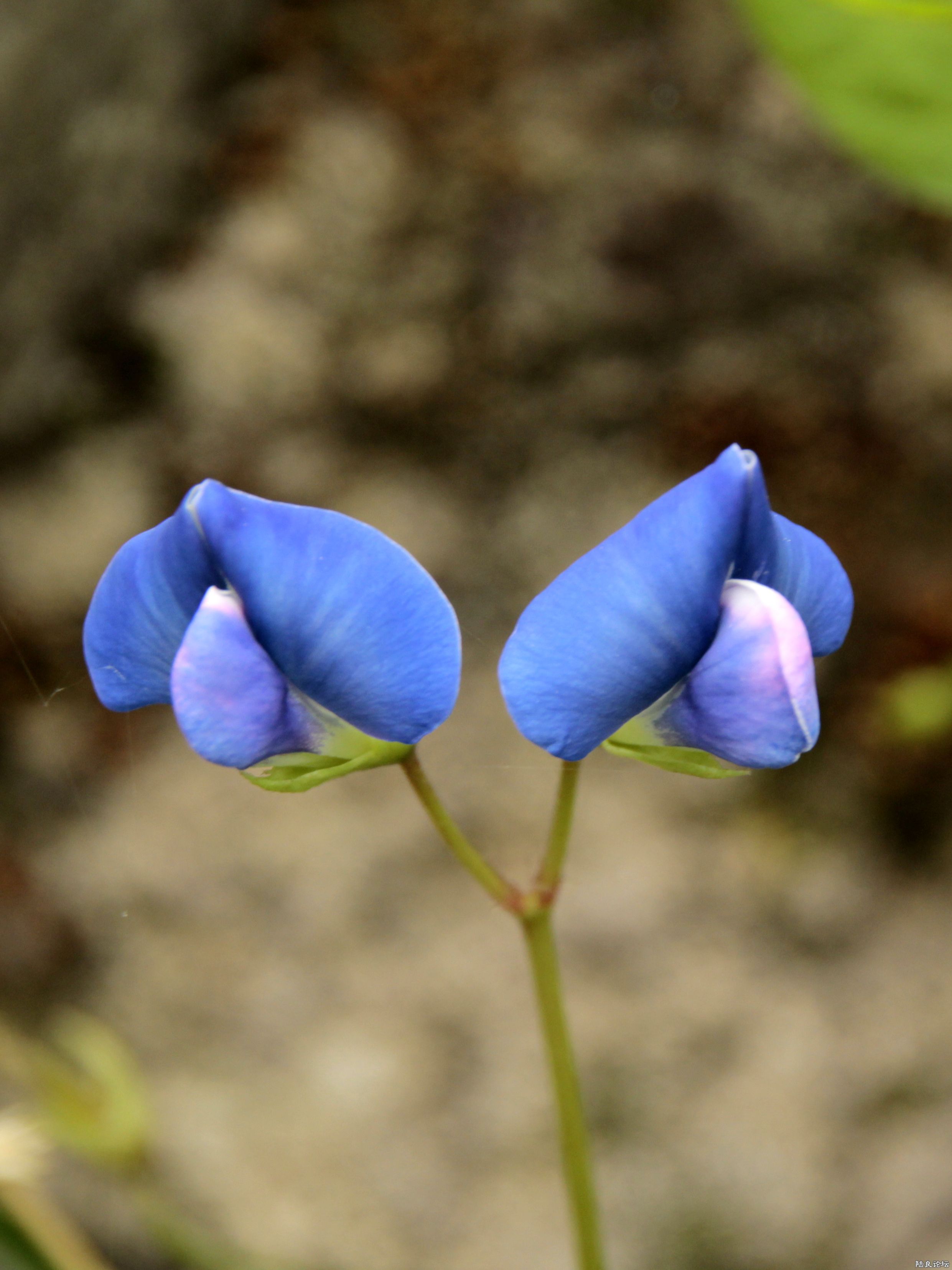 ���С�������á�