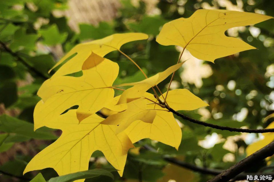 Ѽ֪ˮů��Ҷ֪�ﺮ