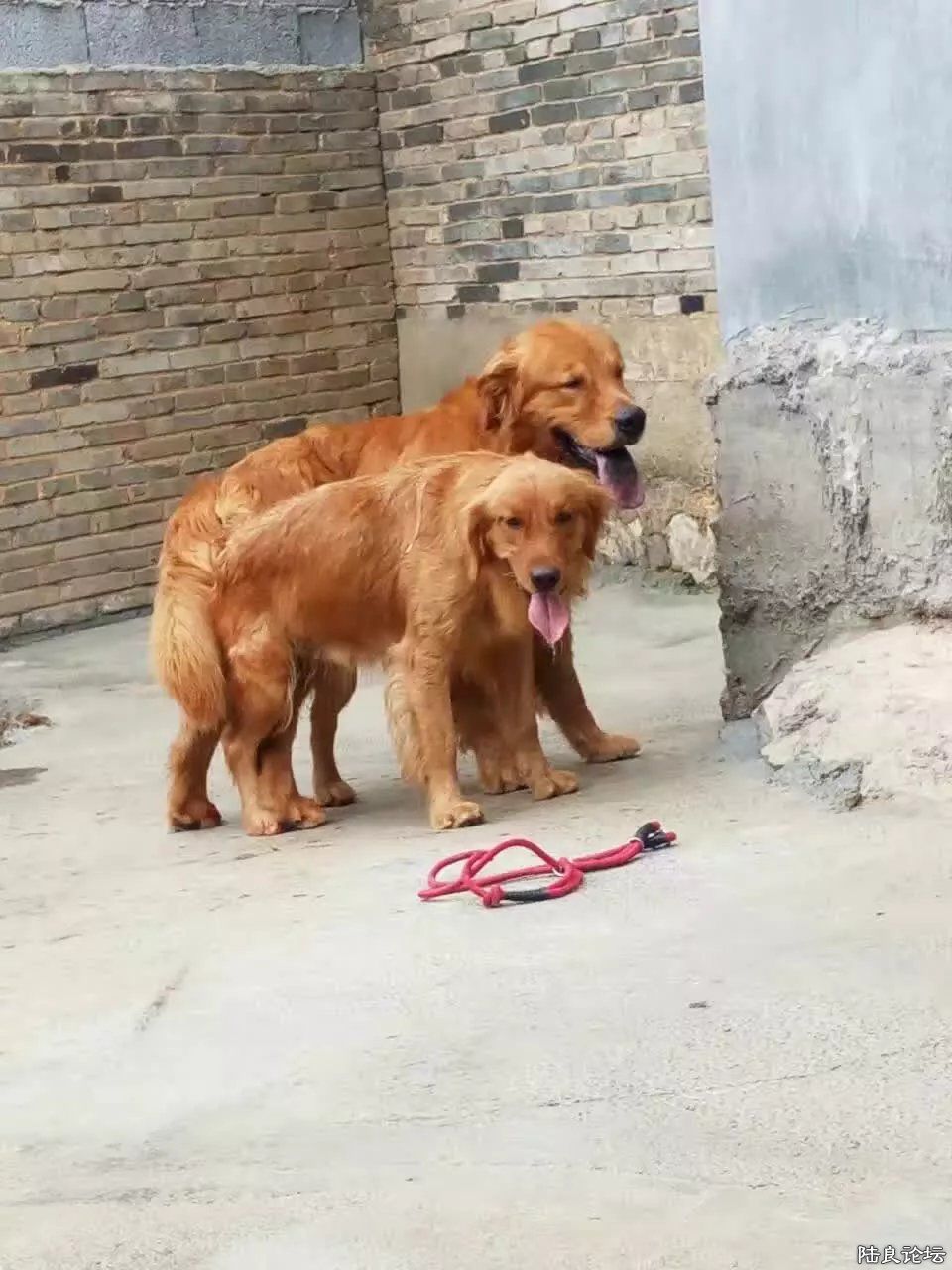 �������Ƭ