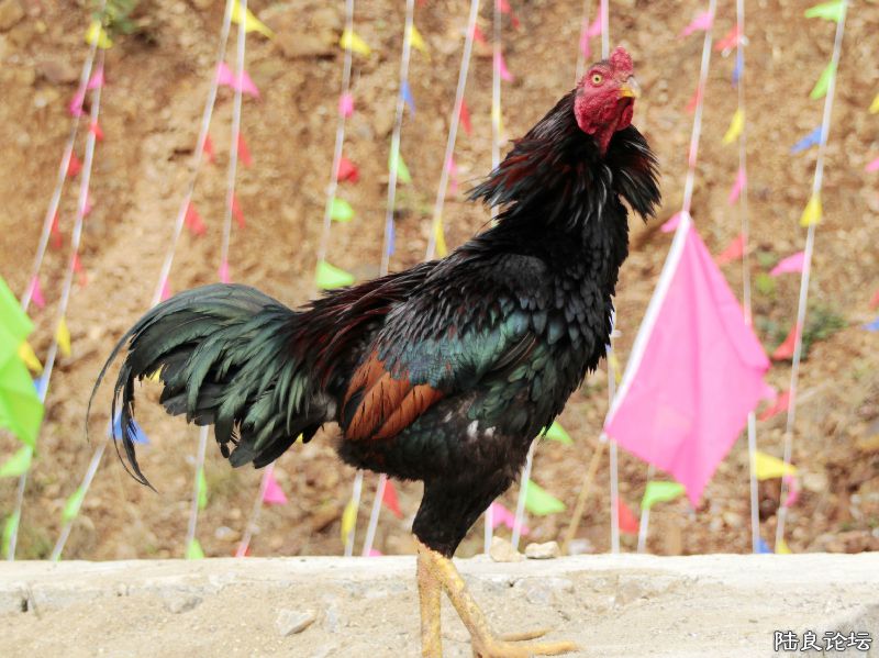 ��װ����