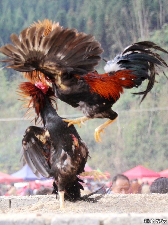 �ȷ�����