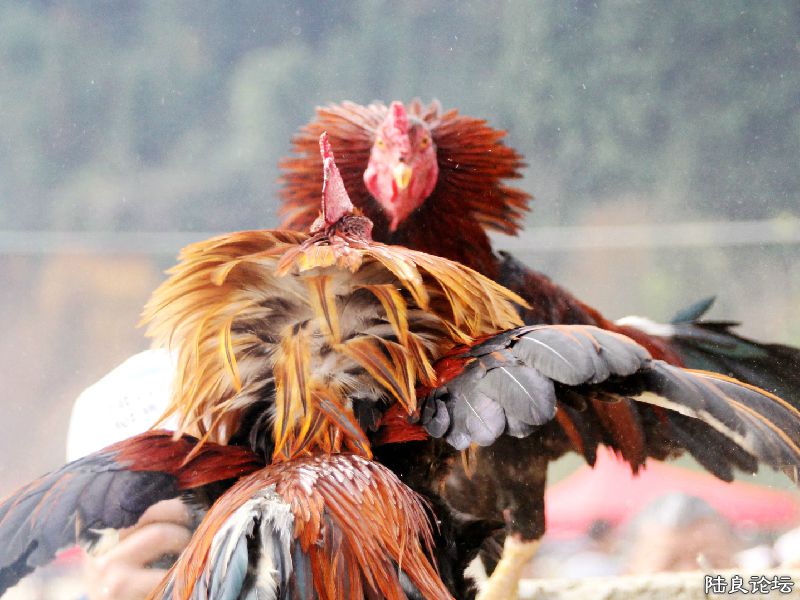 ����ʾ��