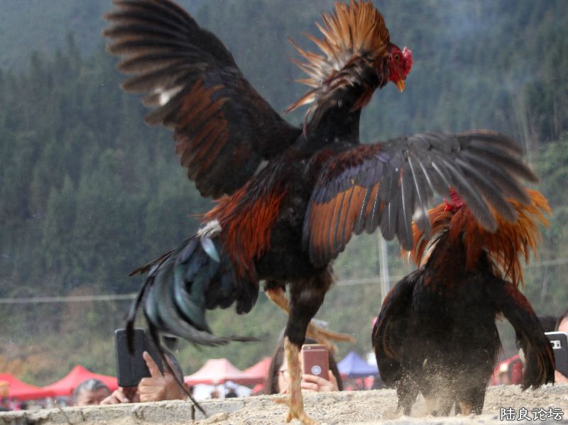 ������ս