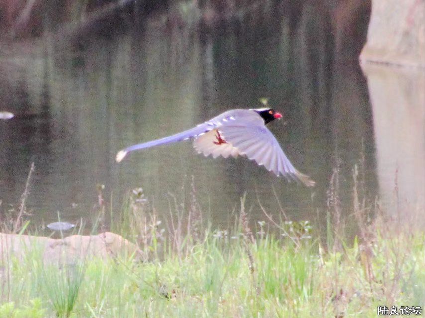 �����񾪷�