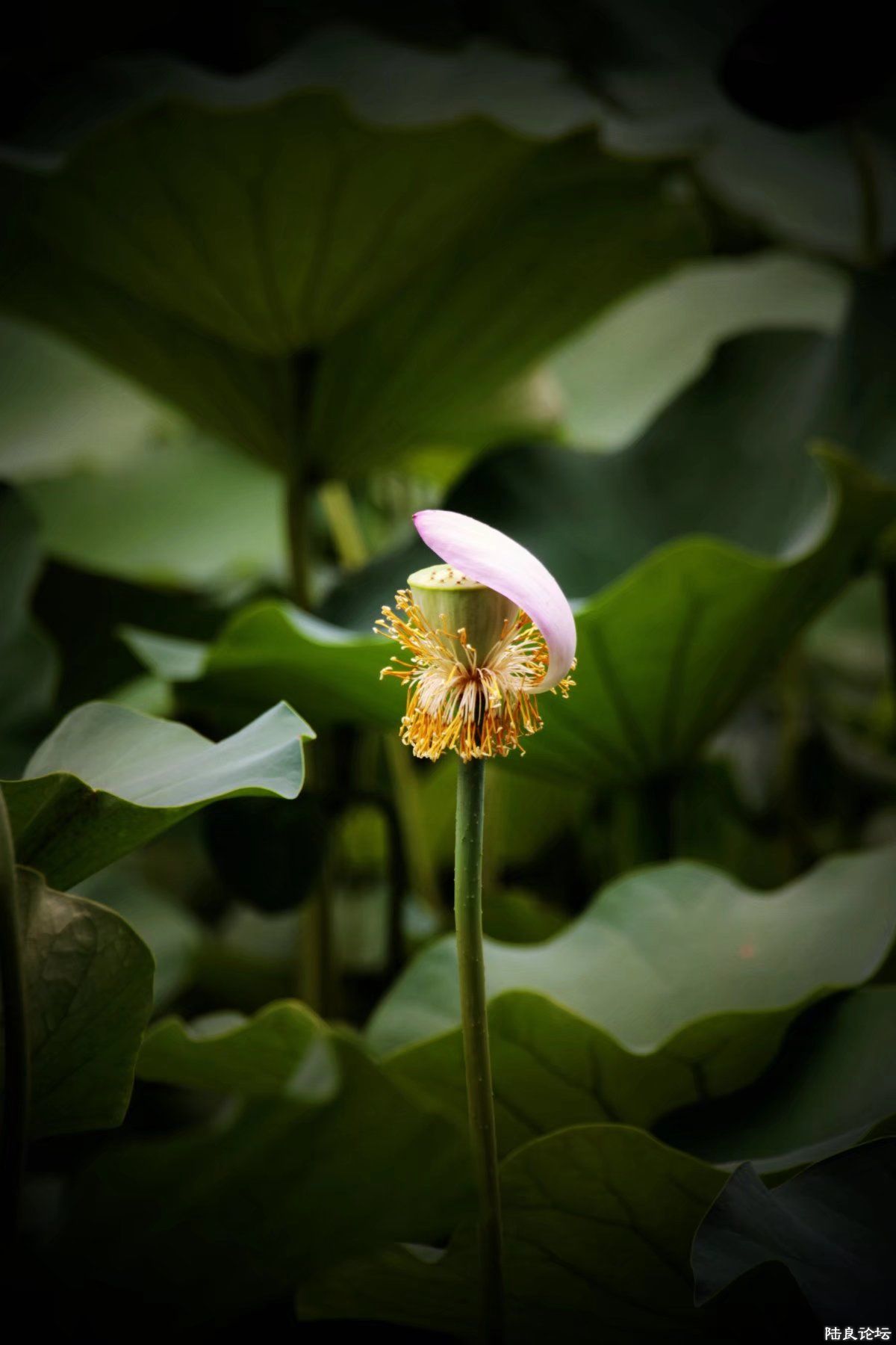 �ӱ��ģ���л�˶�����������