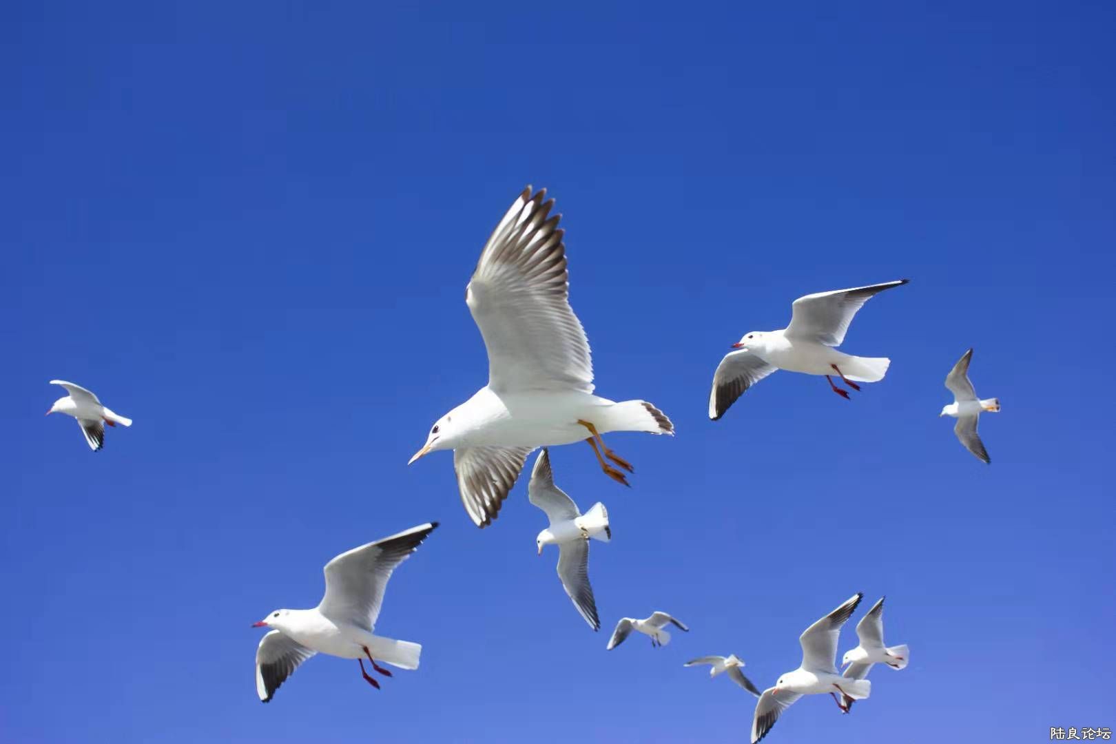 webwxgetmsgimg (2).jpg