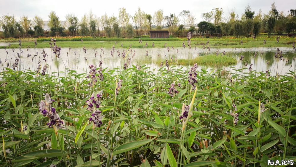 ����½��ͬ�ֹ�԰ (12).JPG