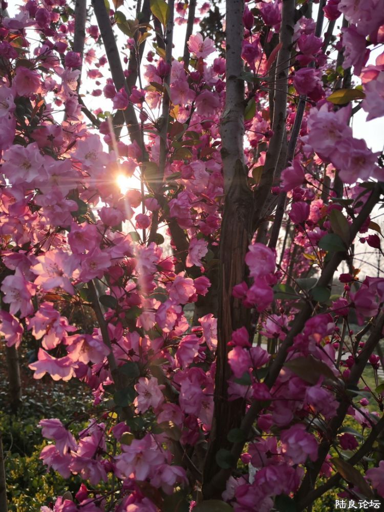 ����½��ͬ�ֹ�԰ (25).JPG