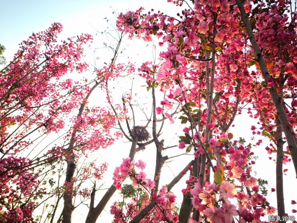 ����½��ͬ�ֹ�԰ (26).JPG