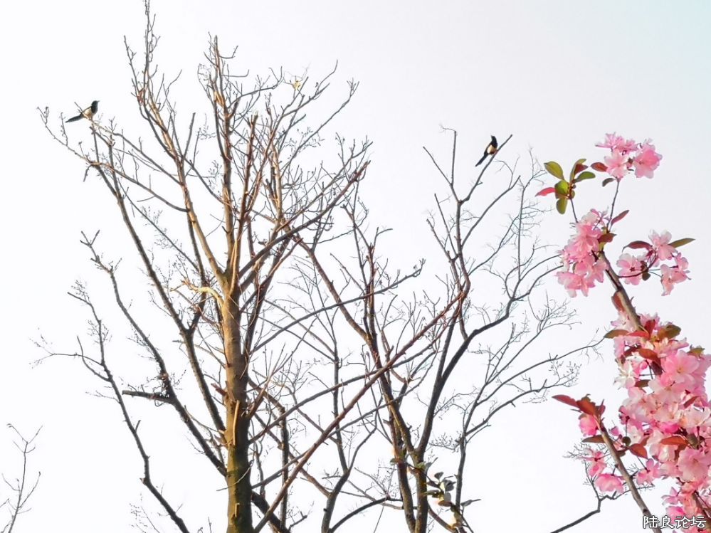 ����½��ͬ�ֹ�԰ (27).JPG