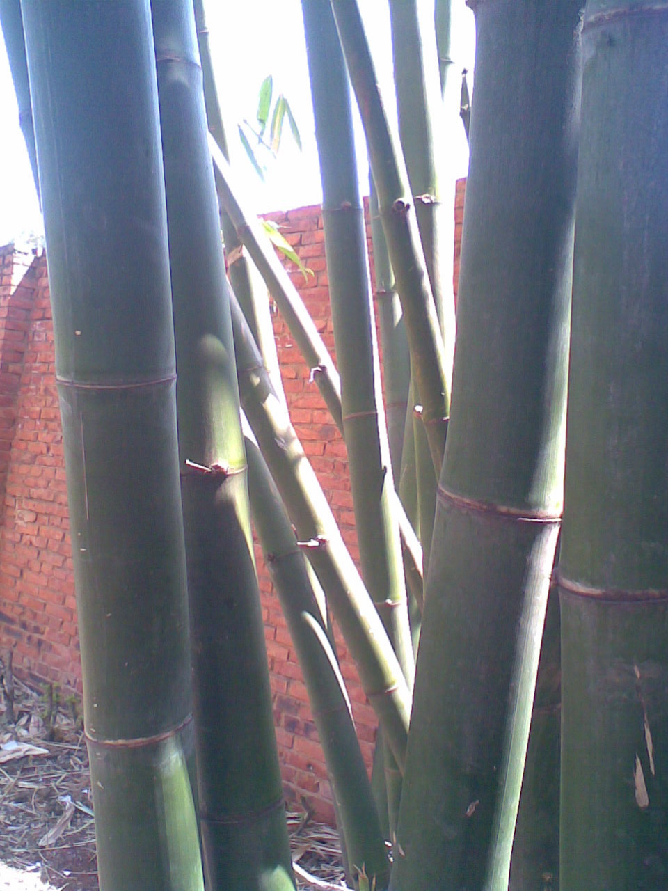 ��֪����Щ���ӵ������Ƕ���ˡ������ֵܴ����ӡ������ϼҵ�һ�μ�