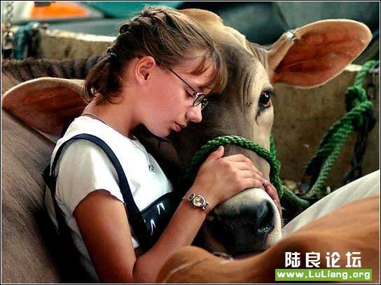 ��ţȺ��Ƭ���徲��8��18�գ�������ά���У�12�����������Τ�����Լҵ�Сĸţ�ȹ�Ƭ�̵�����ʱ��