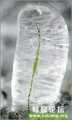 ���룺1��6�գ��������ո��ݵ���˹����·�ߵ�һƬ�ݱ����������