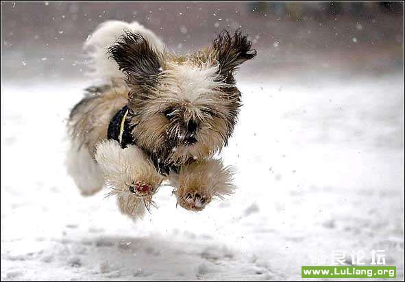 �ñ��ܸо�ѩ����11��26�գ��������������ݣ�һֻ��äȮ��ѩ�б��ܡ�����������������һ�κ�ѩ�����ܽӴ���