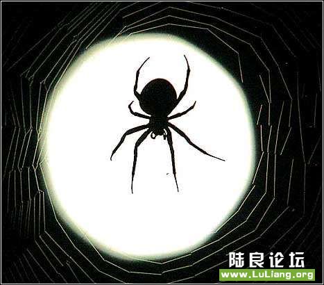 ���˵�������10��14�գ����������ǡ�һֻ֩���������µ������ϵȴ�ʳ��ĵ���