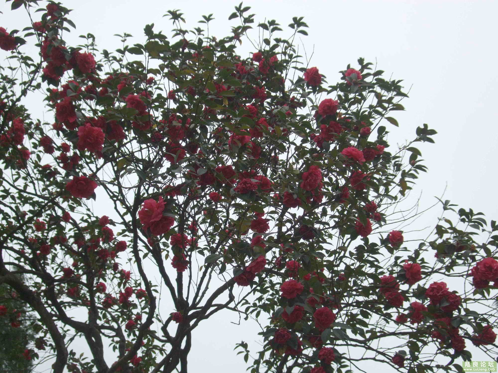 ½���ռ��¹Ų軨 (1).jpg