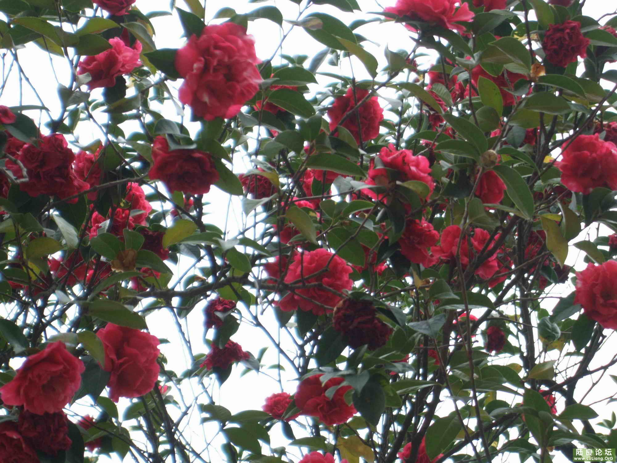 ½���ռ��¹Ų軨 (2).jpg