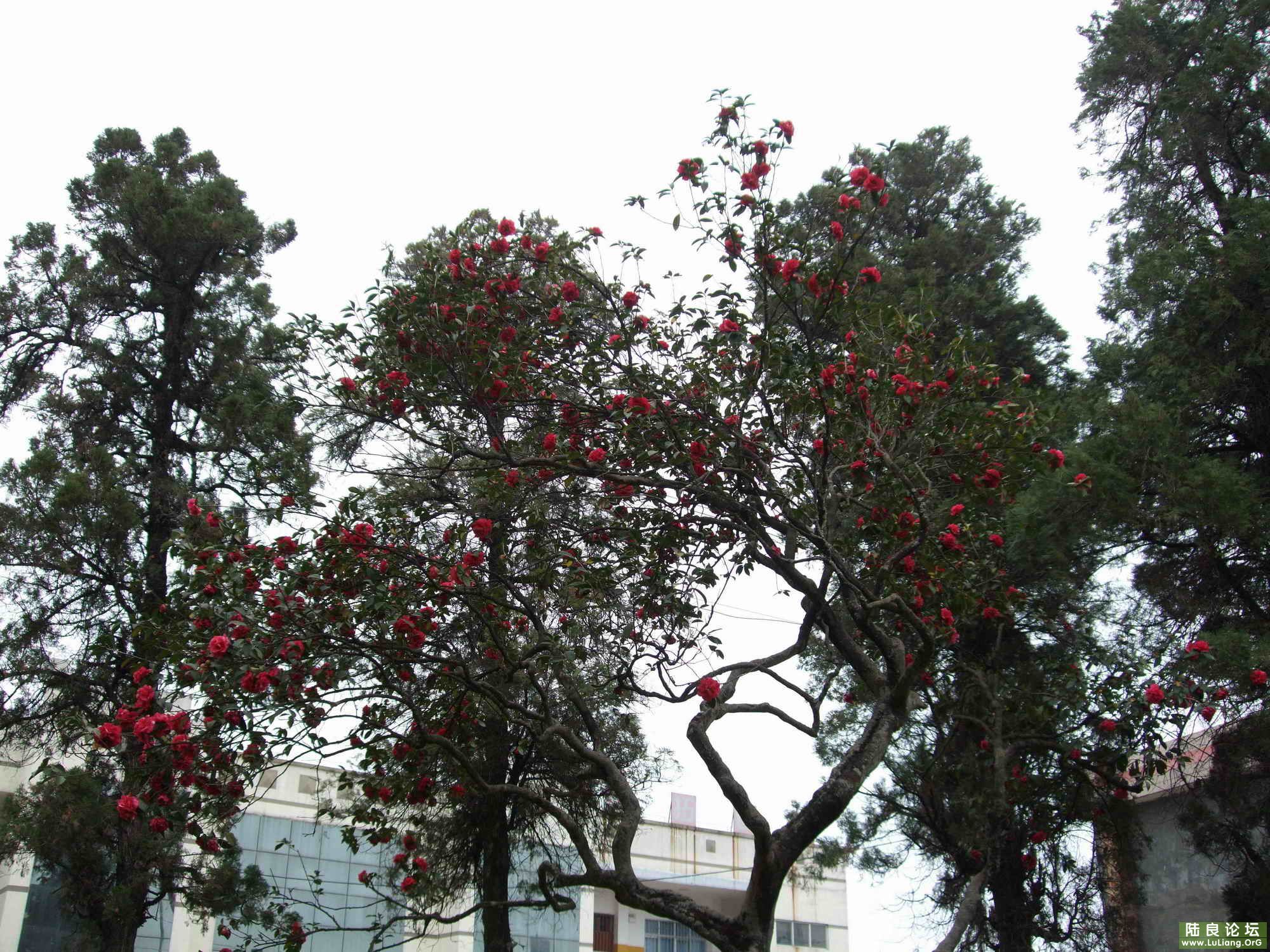 ½���ռ��¹Ų軨 (6).jpg